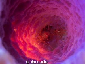 A couple of Peppermint shrimp hide away in a beautiful pu... by Jim Catlin 